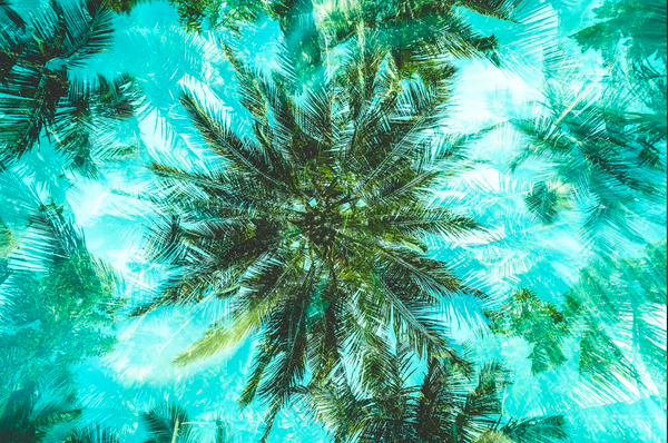 Canopy